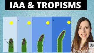 PLANT GROWTH FACTORS IAA and tropisms for Alevel Biology Phototropism and gravitropism [upl. by Oicafinob449]