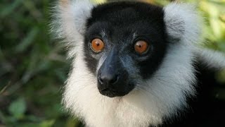 Lemurs of Madagascar HD [upl. by Rramel]