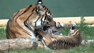 WHF Sumatran Tiger Cubs  lively cubs Toba amp Kubu at 10 weeks [upl. by Vastah]