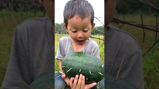 Survival skills New tips for watermelon lifehacks simple outdoor survival camping watermelon [upl. by Swart]