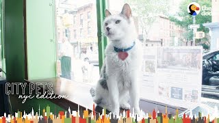 Cat Runs A Real Estate Office In Brooklyn  The Dodo City Pets [upl. by Rakso808]