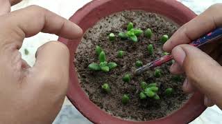 How to Grow Delosperma Echinatum Succulent Plant  Propagate from Cutting and Leaf [upl. by Jenica245]