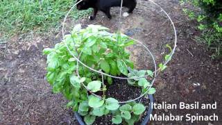 Garden Update 5  June 17 2010  Raised Bed Container Garden Raw Food [upl. by Dysart]