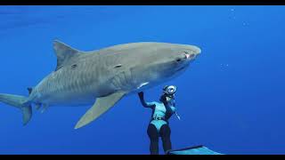 Into the world of Sharks with Ocean Ramsey [upl. by Berta]