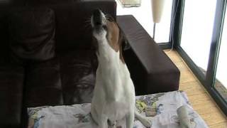 Jack Russell howling [upl. by Aix]