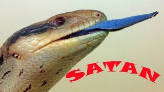 Renovating Hell for Satan my pet skink This skink is amazing [upl. by Nylatsyrk]