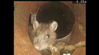 Rats in Blocked Drain CCTV Report by Drainage Contractor wwwwcdrainscouk Essex amp London [upl. by Bloem576]