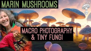 Marin Mushrooms  Macro Photography Myxomycetes Slime Molds amp Tiny Fungi  Alison Pollack [upl. by Halie905]