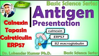 Endogenous Antigen Processing and PresentationMHC1  Cytosolic Pathway  Immunology  HSR Bioinfo [upl. by Gosser]