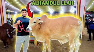 Alhamdulillah Apna Janwar Lelia  Karachi Streets Full Of Cows  cowvideos janwarmandi [upl. by Kingsley419]