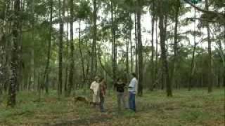 Manejo do bacurizal nativo  parte 2  Dia de Campo na TV [upl. by Kola]