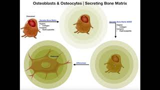 Functions of Osteoblasts amp Osteocytes  Organization of the Osteon [upl. by Silrac]