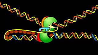 DNA replication Animation [upl. by Cronin]