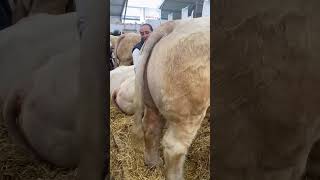 Preparación de ganado charolais para pista de calificación feria de sommet francia [upl. by Hoi733]