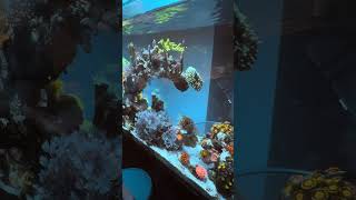 Nano Reef Tank Fluval Evo V Update [upl. by Eeclehc727]