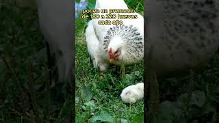 Ciclos de postura gallina criolla Vive Logicamente gallinas [upl. by Ridinger202]