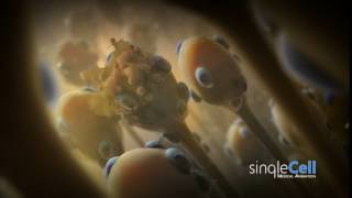 Ganglion Animation  Single Cell Animation [upl. by Nagoh449]