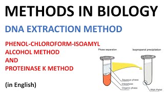 DNA extraction methods  Phenol Cholorofom Isoamyl Alcohol method and Proteinase K method English [upl. by Nwahsyar]