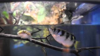 Archer Fish in action at Point Defiance Zoo amp Aquarium [upl. by Assiralk842]