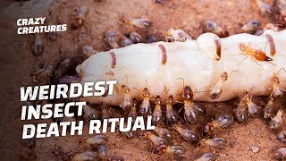 Why Termites Lick Their Own Queens to Death [upl. by Shriner472]