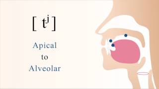 tʲ  unvoiced unaspirated palatalized apical alveolar stop [upl. by Thinia9]