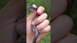 Finding An Adorable Baby Black Racer Snake [upl. by Oivlis]