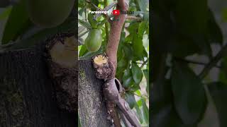 Display of fruit trees grafted by grafting [upl. by Giorgio611]