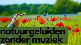 natuurgeluiden om te slapen  rustige muziek natuur met bos en water [upl. by Alverta]