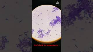 Bacterial Cells with Endospores under Microscope I Shorts [upl. by Hadias]