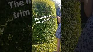 How to thicken a privet hedge satisfying shorts [upl. by Adiehsar]