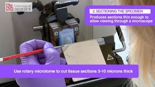 Histology Slide Preparation [upl. by Ssitruc188]