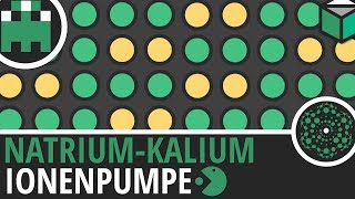 Natrium Kalium Ionenpumpe einfach erklärt│Biologie Lernvideo│Learning Level Up [upl. by Kcinemod]