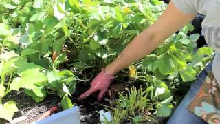 How to Renovate prune your Junebearing Strawberry Patch [upl. by Merton114]