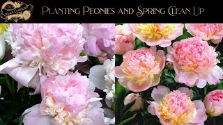 Planting Peonies and Spring 2024 Clean up [upl. by Cadell]