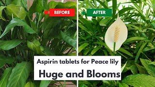 Aspirin tablet  Ecosprin tablet 75 mg 150 mg uses  side effects  disprin  ecosprin [upl. by Issie]