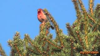 House Finch singing [upl. by Oicneserc]