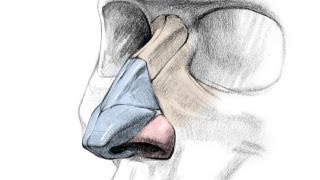 How to Draw a Nose  Anatomy and Structure [upl. by Larochelle750]