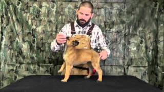 Malinois Puppy Training Lesson One [upl. by Madigan933]