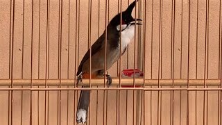 thailand bird sounds เสียงนกกรงหัวจุก สำหรับต่อ หรือ เปิดให้นกคึก เสียงเพราะๆ part 83 [upl. by Rimidalg467]