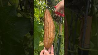 Luffa Peeling Reveals Luffa Sponge [upl. by Howenstein]