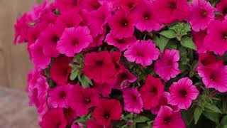 Supertunia Vista Paradise Petunia from Proven Winners [upl. by Gilbertine886]