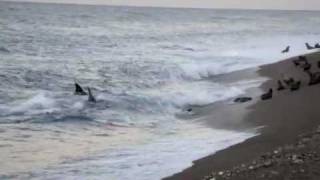 Double Orca attack on Valdes Peninsula [upl. by Eggleston]