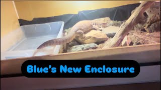 MOVING BLUE MY SAVANNAH MONITOR [upl. by Clift]