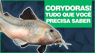 CORYDORAS  Tudo que você precisa saber [upl. by Adnalro]