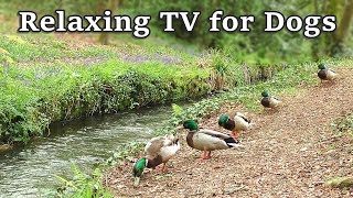 Relax Your Dog TV  8 Hours of Relaxing TV for Dogs at The Babbling Brook ✅ [upl. by Leakcim]