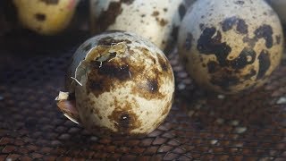 First Time Hatching Coturnix Quail Eggs [upl. by Durkin]