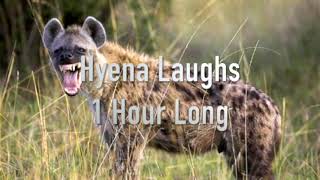 1 Hour Of Hyenas Laughing  Annoying Sounds [upl. by Drescher]