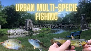 URBAN Multispecie Iowa Creek fishing with Night crawlers [upl. by Halsey]