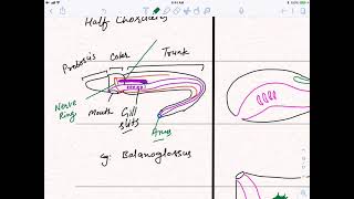 Chordata L3  The Story of Chordate Evolution  Agnatha  Gnathostomata [upl. by Alcus]