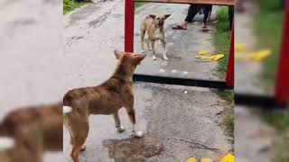 🐕 Dog reaction against mirror 😲😲🪞 kidstvsongs [upl. by Attiuqal]